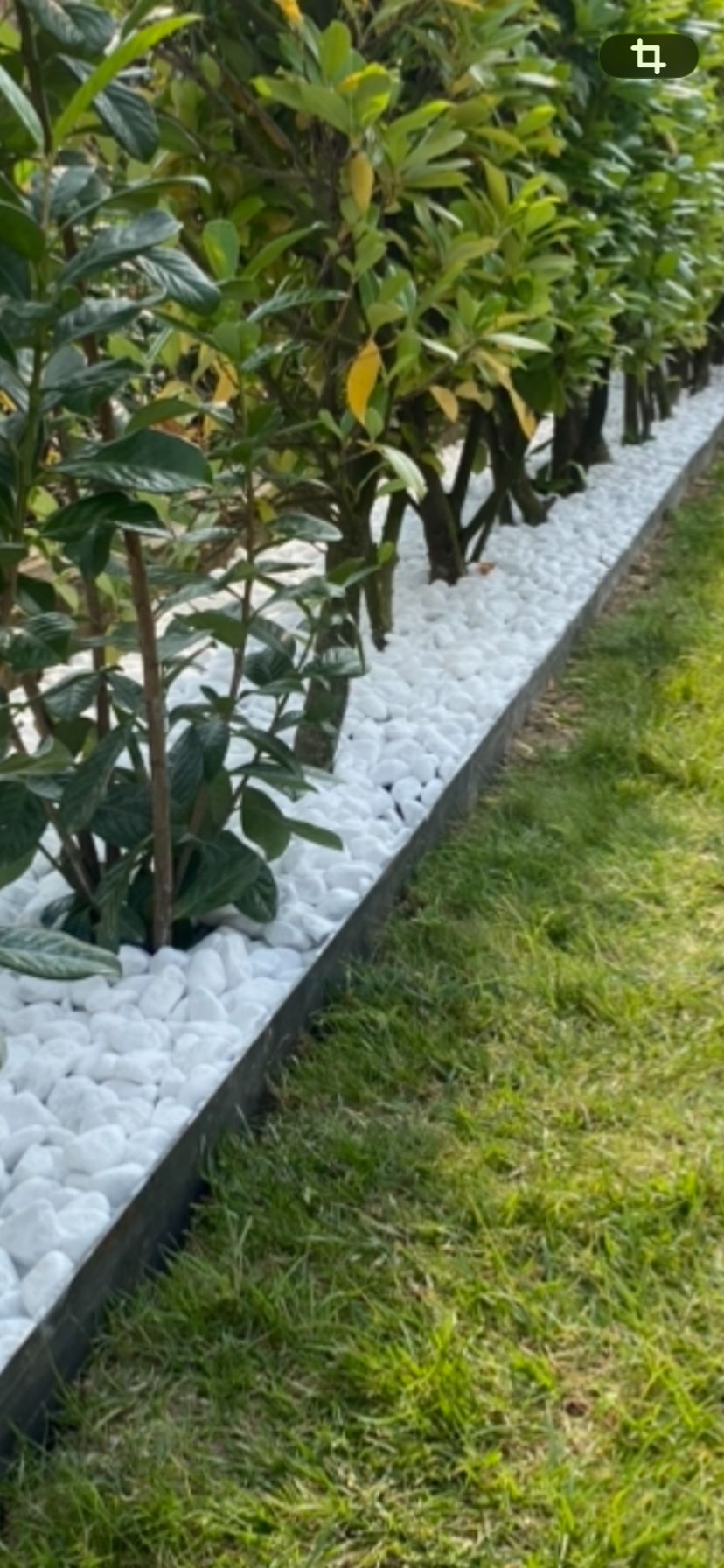 Siepe di alloro con bordura decorativa