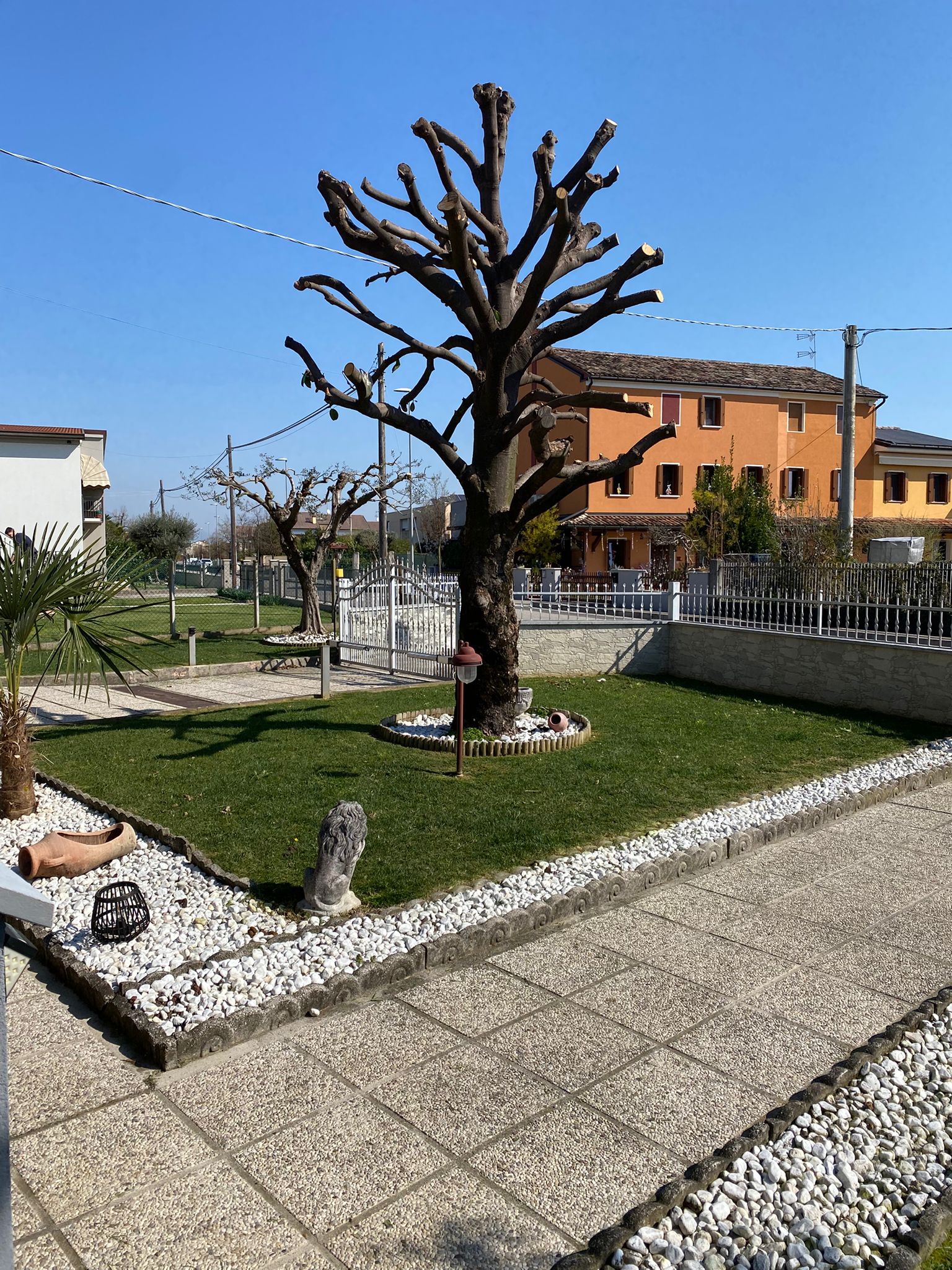Potatura professionale albero e sistemazione giardino